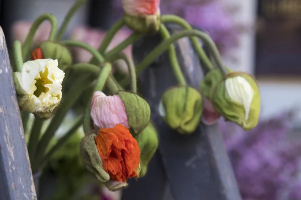 Giant unblown poppies in a tin can on the ladder at the entrance to the store — Stock Photo, Image