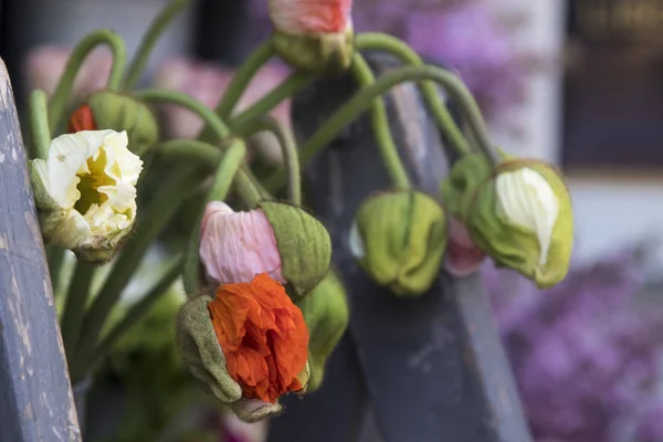 Riesenmohn in einer Blechdose auf der Leiter am Eingang zum Geschäft — Stockfoto