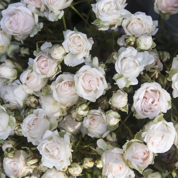 Маленькие белые розы в букете — стоковое фото