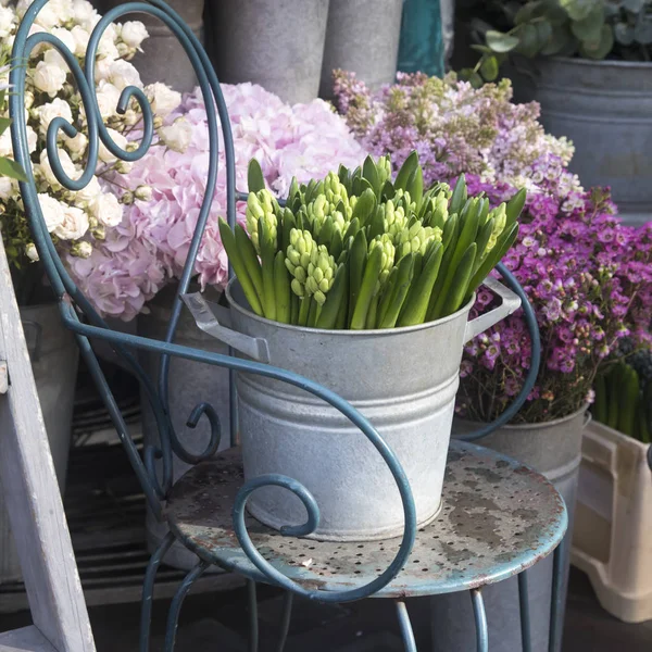 Bouquet of unblown hyacinths and lilac hydrangea in tin buckets on an iron chair near the entrance to the store as a decoration — Stock Photo, Image