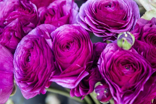 The Bouquet of magenta ranunculus close-up — Stock Photo, Image