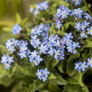 Mavi çiçekler değil unutmak kadar yakın. Sığ derinlik-in tarla.