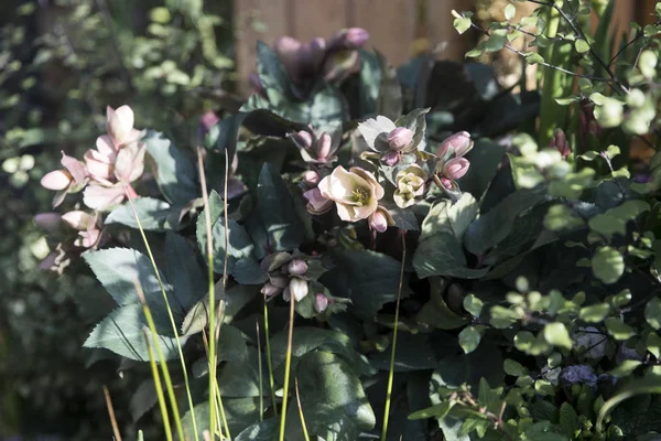 Kunstbloemen op Covent Garden als een decoratie — Stockfoto