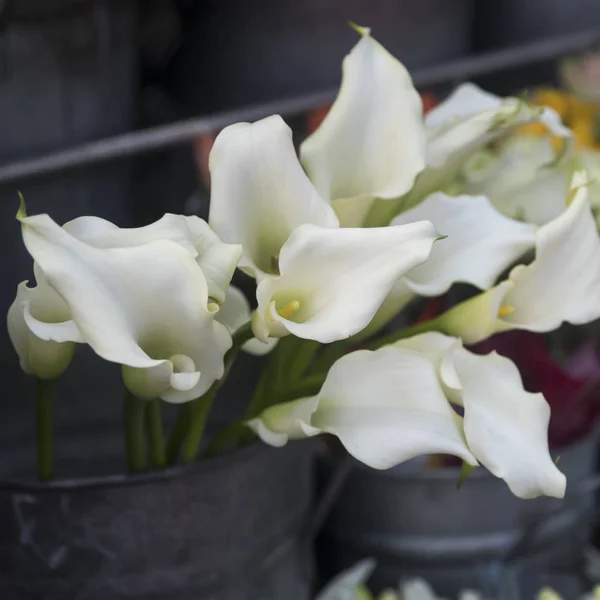 Strauß weißer Callas auf einem Schaufenster eines Blumengeschäfts — Stockfoto