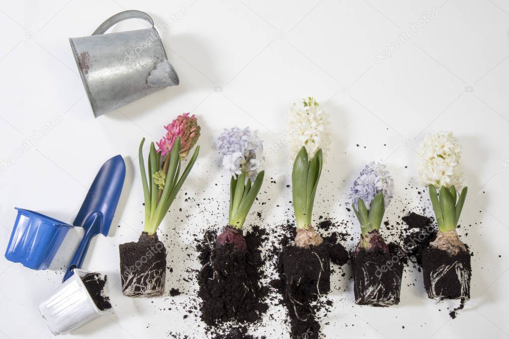 Closeup of the hyacinths with double flowers, bulb and roots, isolated on white background.