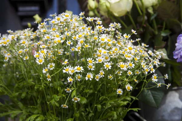 De boeketten van Daisy te koop in de winkel van Liberty in Londen — Stockfoto