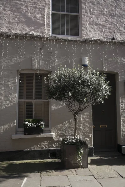 Olivenbaum in der Wanne gegenüber der beleuchteten Betonwand — Stockfoto