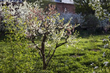 bahar bahçesinde çiçekli kayısı dalları