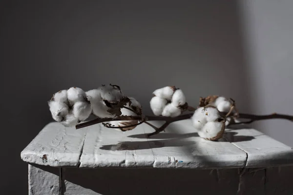 Rama con flores de algodón se encuentra en un lugar soleado en un taburete sobre el fondo de una pared blanca —  Fotos de Stock