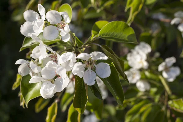 Ramas de albaricoque con flores en el jardín de primavera —  Fotos de Stock