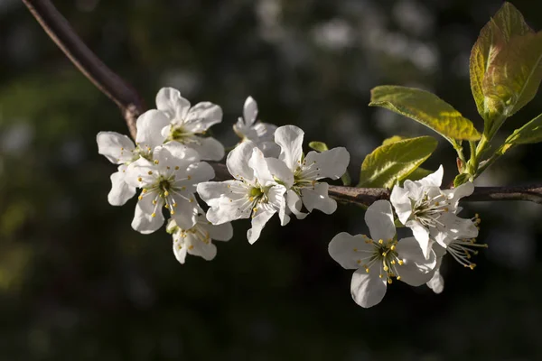 Blühende Aprikosenzweige im Frühlingsgarten — Stockfoto