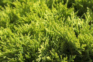 arka plan yeşil Mazı (bitki) yaprakları