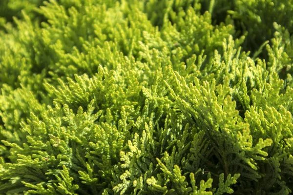 arka plan yeşil Mazı (bitki) yaprakları