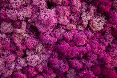 Bahçe tasarımında kullanılan çok renkli yosun