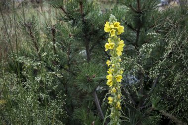 bahçede sedir ve çim bir arka plan üzerinde sarı alan bitki. Peyzaj Tasarımı