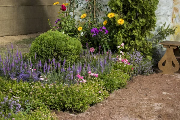 Roses, daisies, sage, wild field plants adorn garden — Stock Photo, Image