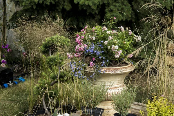 Rozen, madeliefjes, salie, wilde veld planten sieren de tuin — Stockfoto