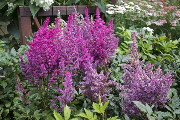 Blossoming pink astilba in the front garden — Stock Photo, Image