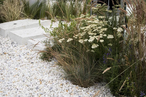 Yarrow as a decoration of a flower bed near a white granite walkway. — Stock Photo, Image