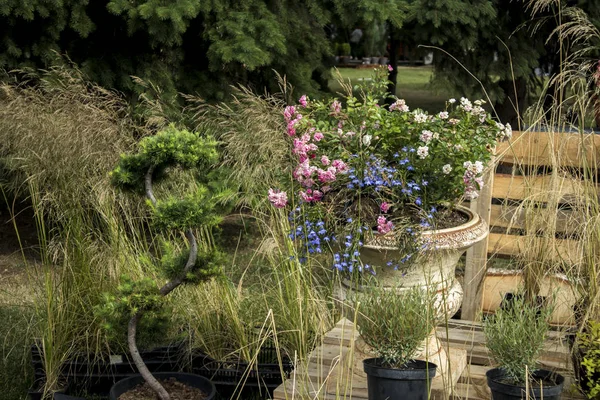 Rozen, madeliefjes, salie, wilde veld planten sieren de tuin — Stockfoto
