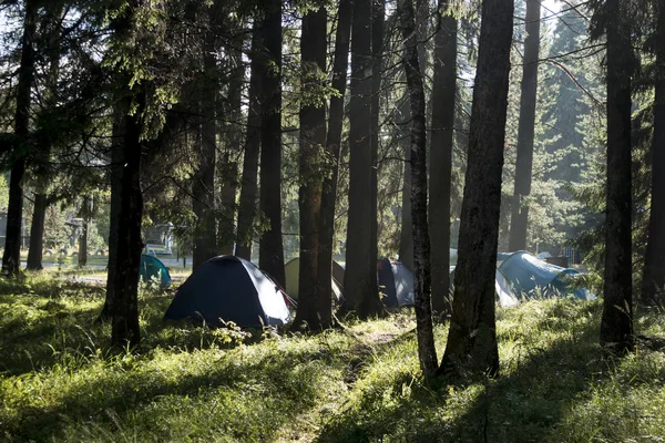 松树之间的森林中的旅游帐篷 — 图库照片