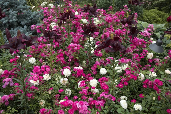 Multicolored flowerbed in form of geometric shapes — Stock Photo, Image