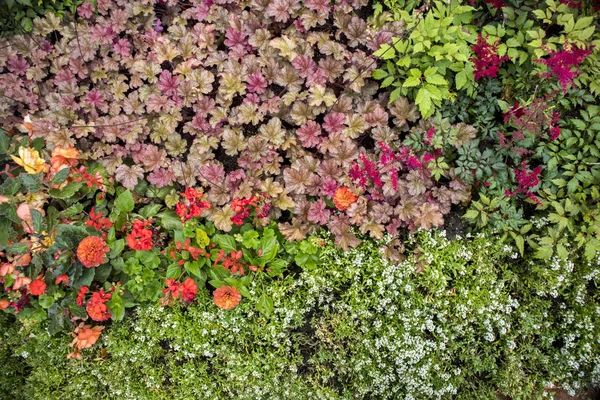 Cama de flores multicolorida em forma de formas geométricas — Fotografia de Stock