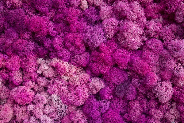 Musgo multicolorido usado no projeto do jardim — Fotografia de Stock