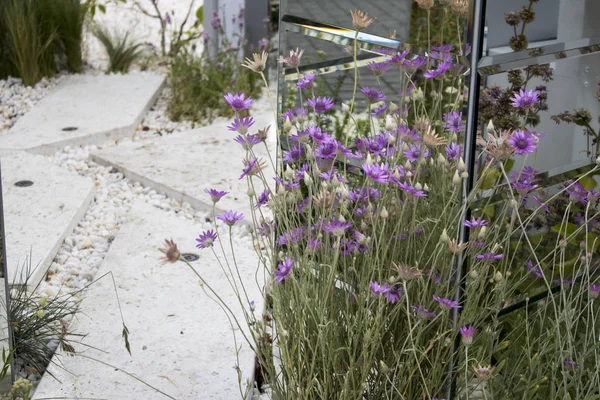 Blå torkade blommor som blomrabatter dekoration nära en vit granit gångväg. — Stockfoto