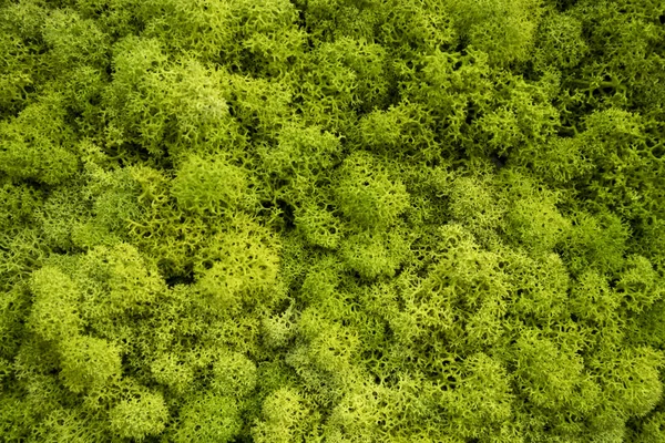 Разноцветный мох, используемый в оформлении сада — стоковое фото