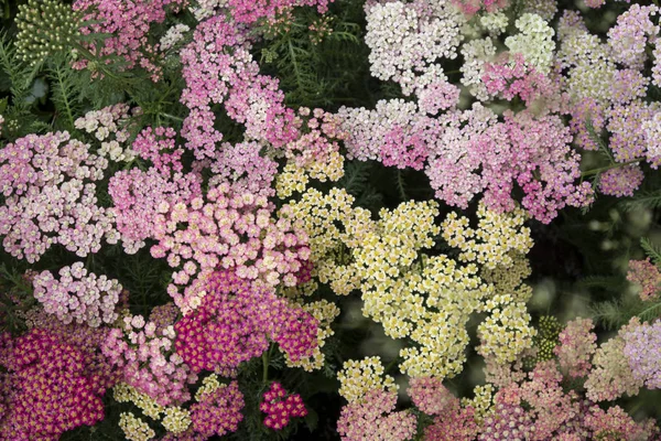 The Multicolored sedum in a flowerbed as a decoration — Stock Photo, Image