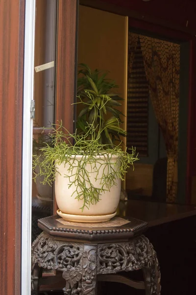 Succulent plant in a vase at the entrance to the restaurant as decoration