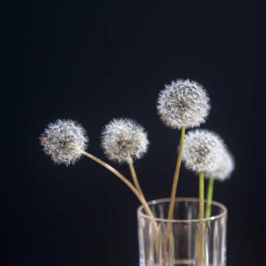 siyah arka plan karşısında ahşap masa üzerinde şeffaf bir cam karahindiba buketi