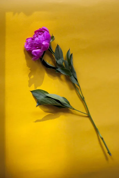 La peonía rosa yace sobre un fondo amarillo con una gran sombra . —  Fotos de Stock