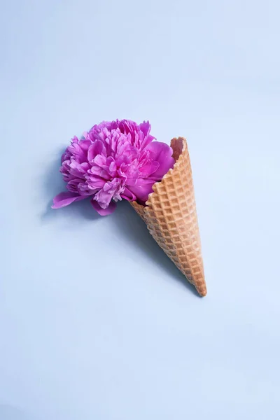 La taza de gofres con una gran peonía rosa sobre un fondo azul — Foto de Stock