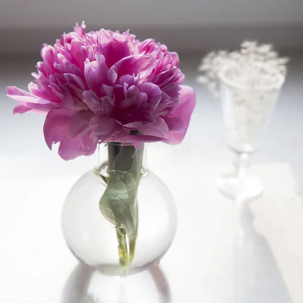 Peonía rosa en un jarrón transparente sobre un fondo blanco —  Fotos de Stock