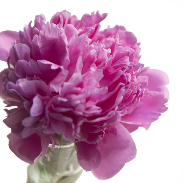 Pink peony in a transparent vase on a white background Stock Photo