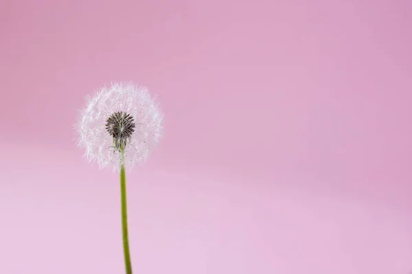 dandelion on a pink background. Lettering space
