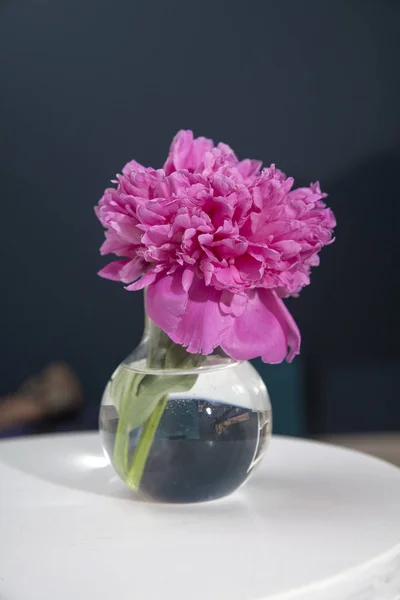 Ein Strauß roter Pfingstrosen in einer Vase steht auf einem weißen Stuhl im Inneren gegenüber der schwarzen Wand — Stockfoto