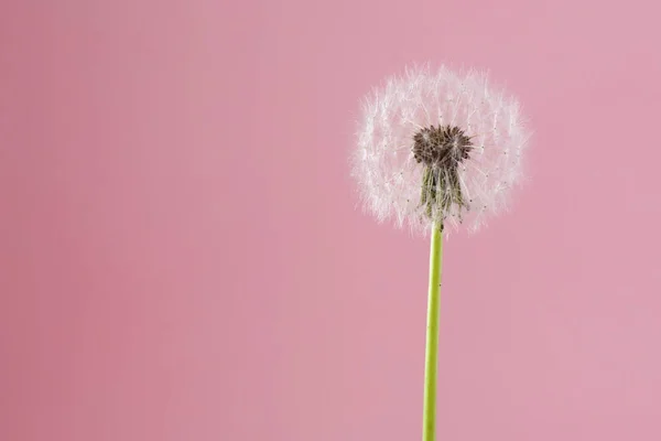 Dente di leone su sfondo rosa. Spazio letterario — Foto Stock