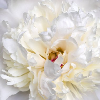 ortak şakayık veya bahçe şakayık, Fransa, İsviçre ve İtalya'ya özgü Paeoniaceae familyasından bir çiçekli bitki türüdür..