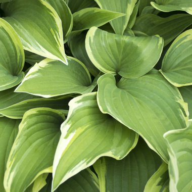 Yağmurlu bir günde yeşil yaprakları doku arka plan ile Hosta bitki, yağmur damlaları ile bahçede bitkiler