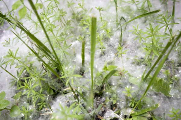 Kavak güçlü alerjen güneşli bir günde yaz aylarında yerde çim üzerinde yatıyor — Stok fotoğraf