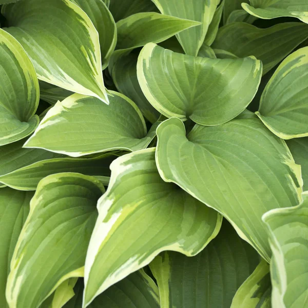 Hosta plant with green leaves texture background in rainy day, plants in garden with raindrops — Stock Photo, Image