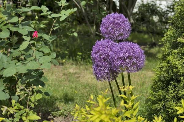 Allium γκγκανίνιον Γκλομπεργάρχης είναι κοινό όνομα γιγαντιαίο κρεμμύδι, οικογένεια Αμάρυλιδοειδή. — Φωτογραφία Αρχείου