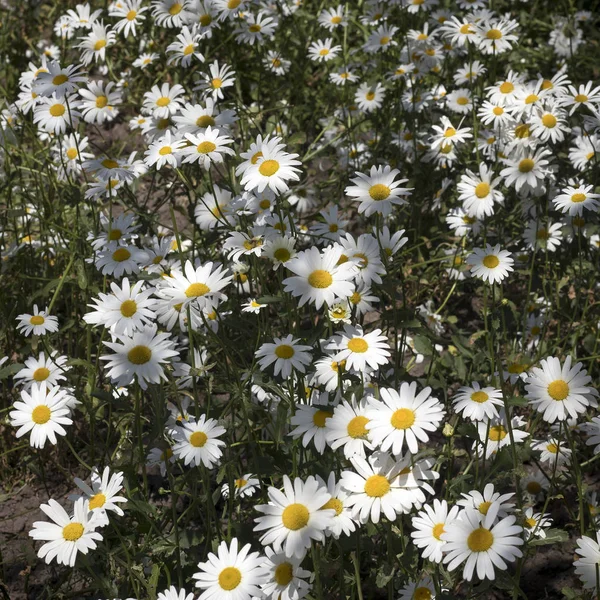 ?lose-up of little daisies in garden — Stock Photo, Image