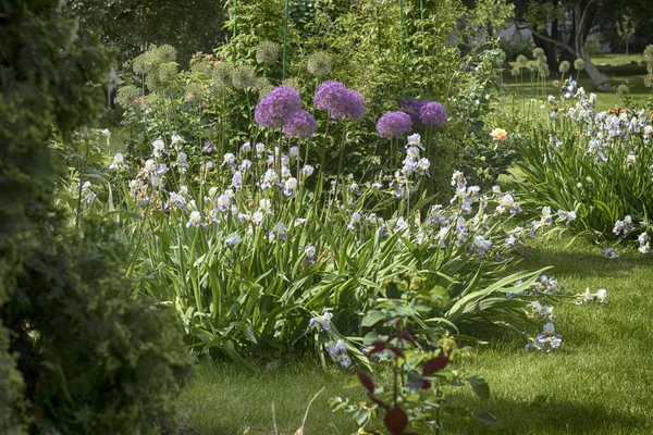 Allium giganteum Globemaster on yleinen nimi jättiläinen sipuli, Amaryllidaceae perhe . — kuvapankkivalokuva