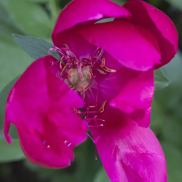 La pivoine commune est une espèce d'amphibiens de la famille des Paeoniaceae. . — Photo