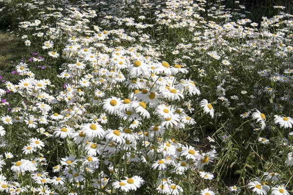 ?lose-up of little daisies in garden