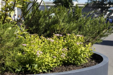 Peyzaj Tasarımı. Pembe stonecrop ve thuja şehir çiçektar büyümek